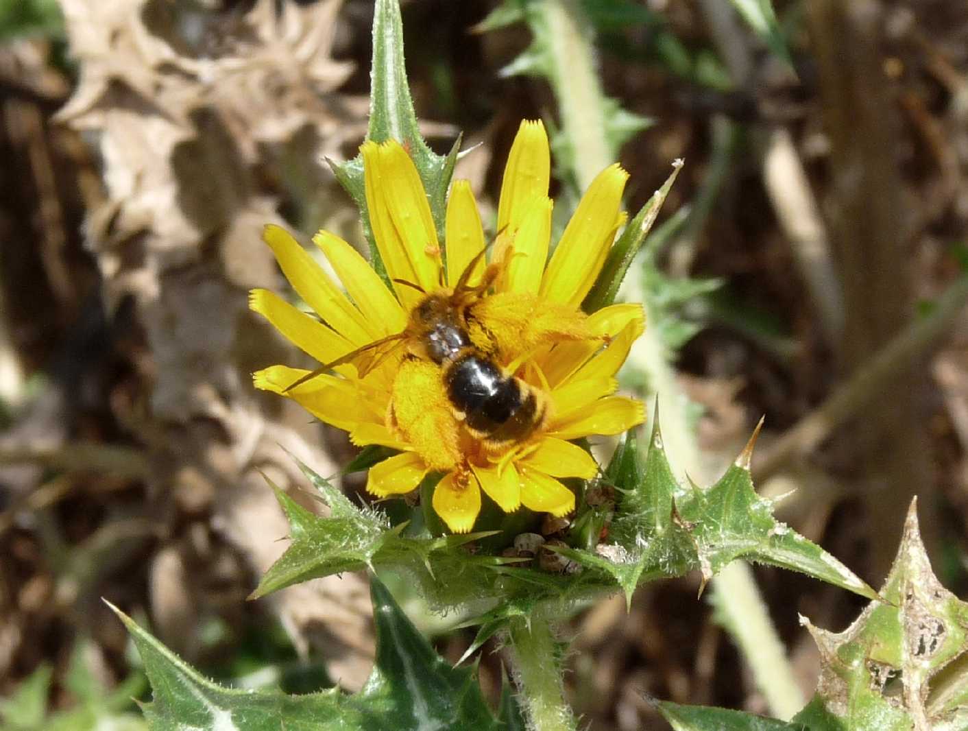 Pianta come punto di ritrovo di Dasypoda sp. (Apidae Melittinae)